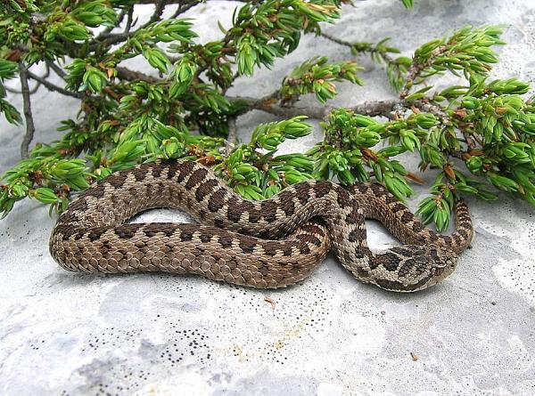 Vipera ursinii