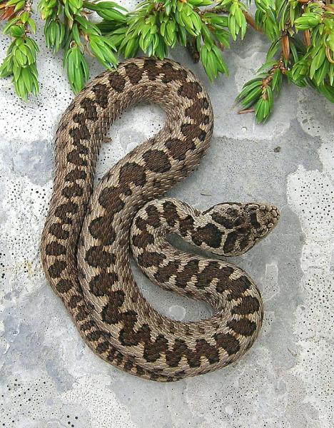 Vipera ursinii