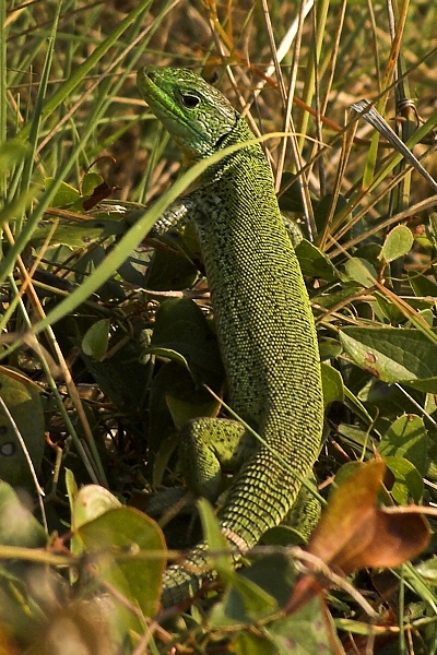 Lacerta trilineata