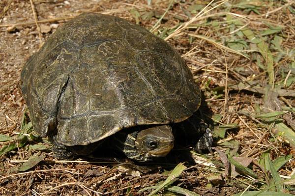 Mauremys rivulata