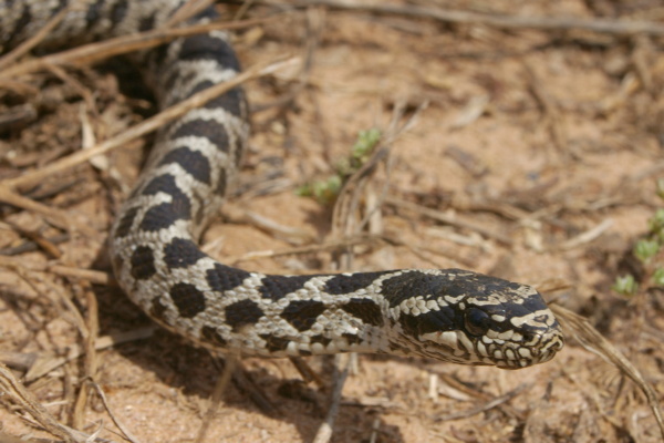 Elaphe quatuorlineata