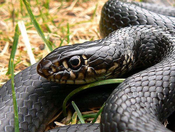 Hierophis viridiflavus