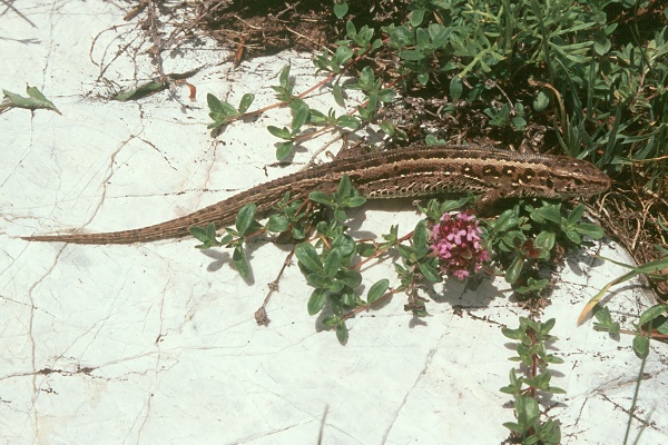 Lacerta agilis