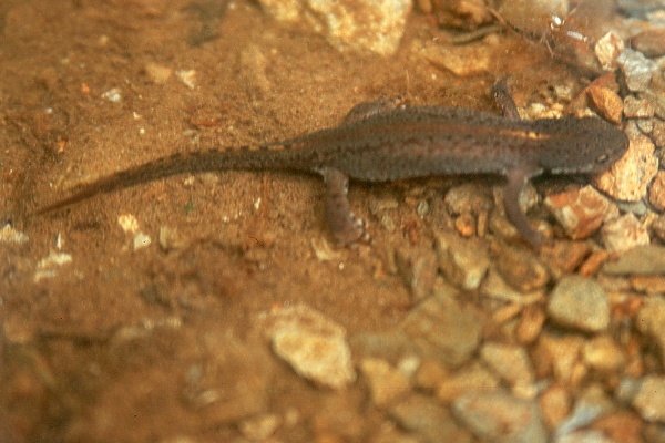 Mesotriton alpestris
