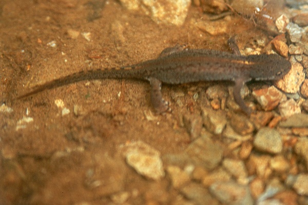 Mesotriton alpestris