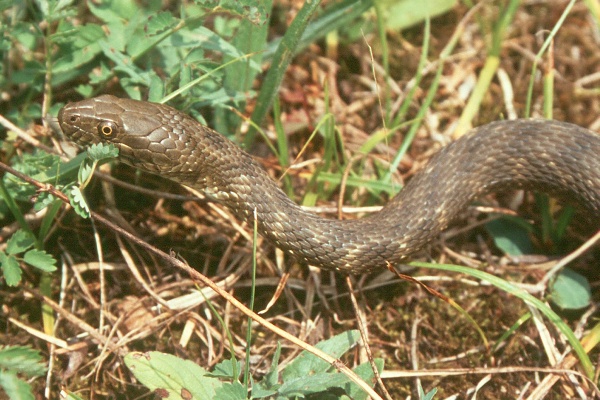 Natrix tessellata