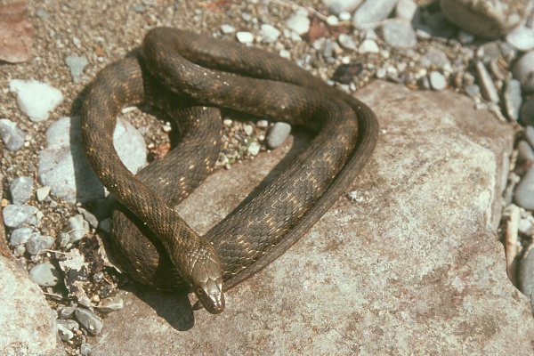 Natrix tessellata