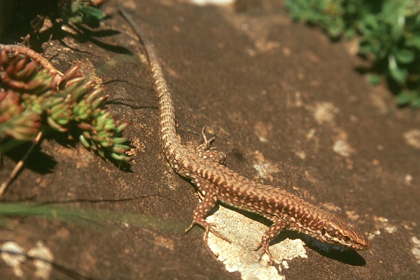 Podarcis muralis