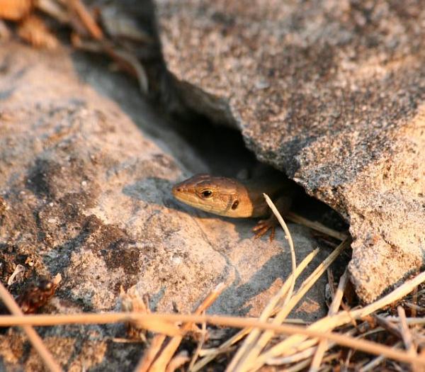 Podarcis melisellensis