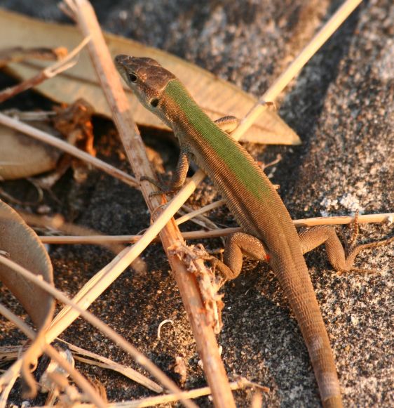 Podarcis melisellensis