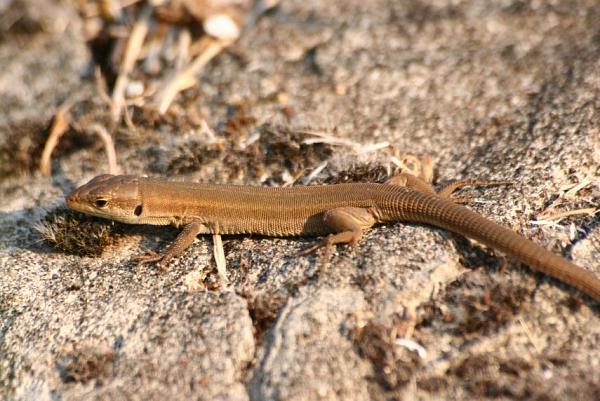 Podarcis melisellensis