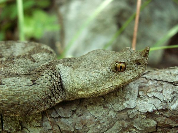 Vipera ammodytes