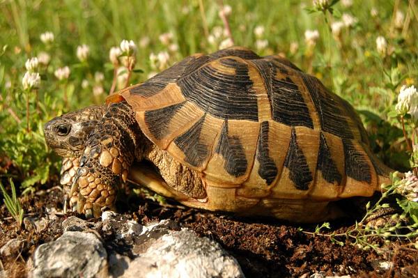 Testudo hermanni