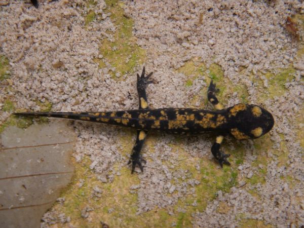 Salamandra salamandra