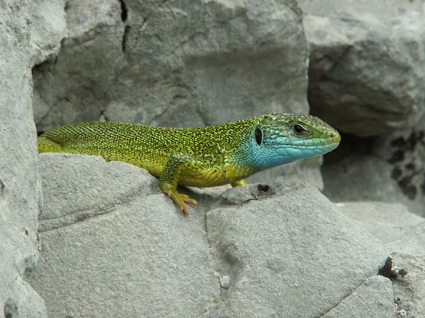 Lacerta viridis