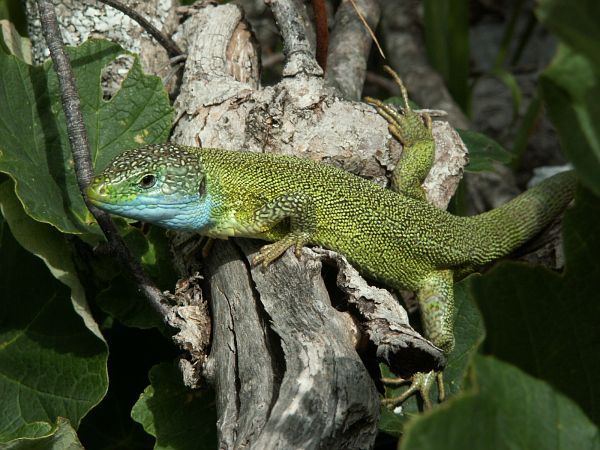 Lacerta viridis