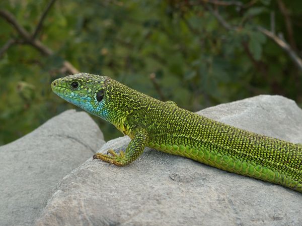 Lacerta viridis