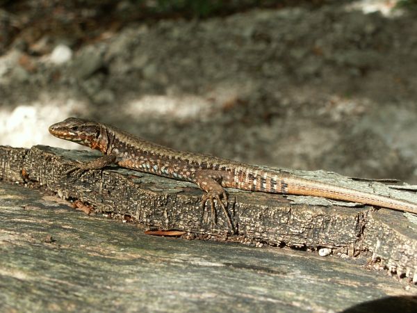 Podarcis muralis