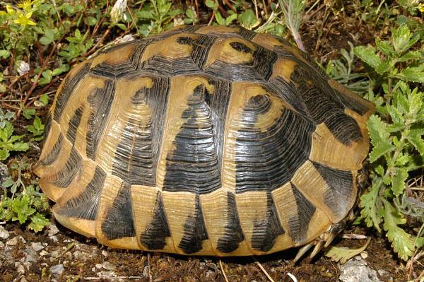 Testudo hermanni