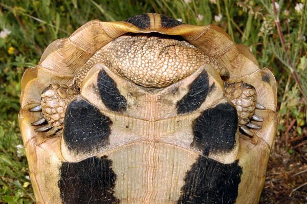 Testudo hermanni