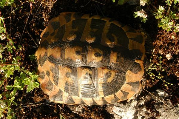 Testudo hermanni