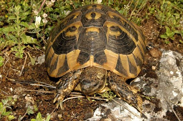 Testudo hermanni