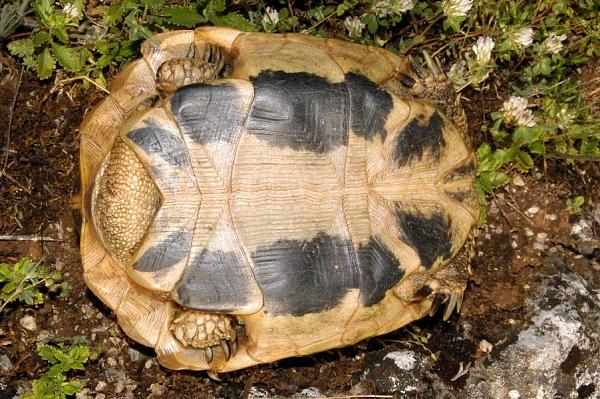 Testudo hermanni