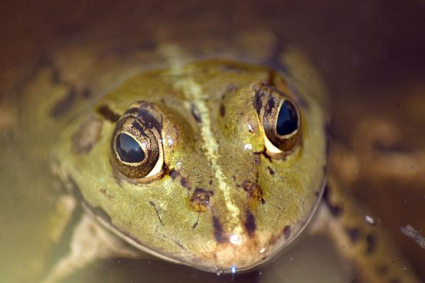 Pelophylax kl. esculentus