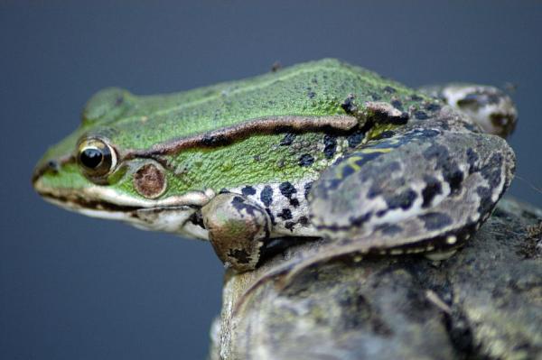 Pelophylax kl. esculentus