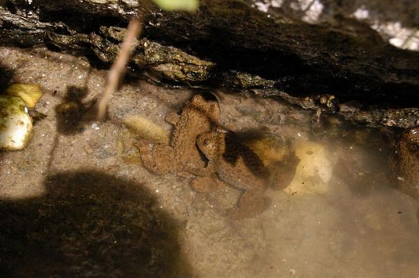 Bombina variegata