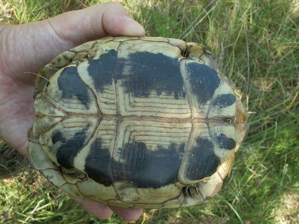 Testudo hermanni