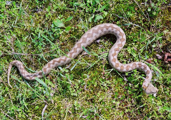 Vipera ammodytes