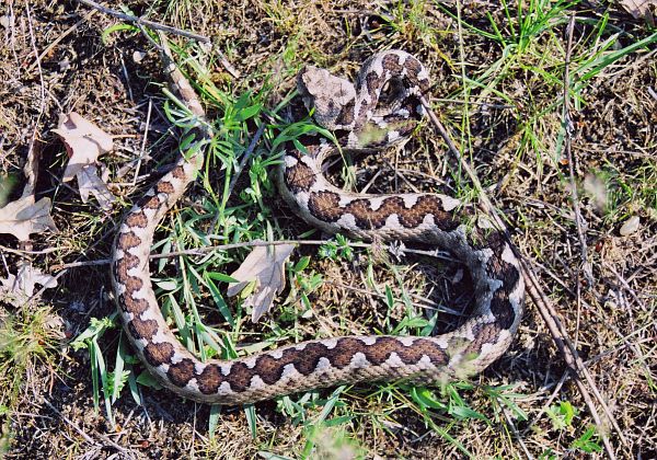 Vipera ammodytes