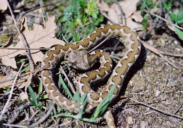 Vipera ammodytes