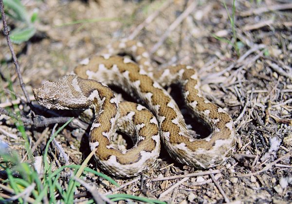 Vipera ammodytes