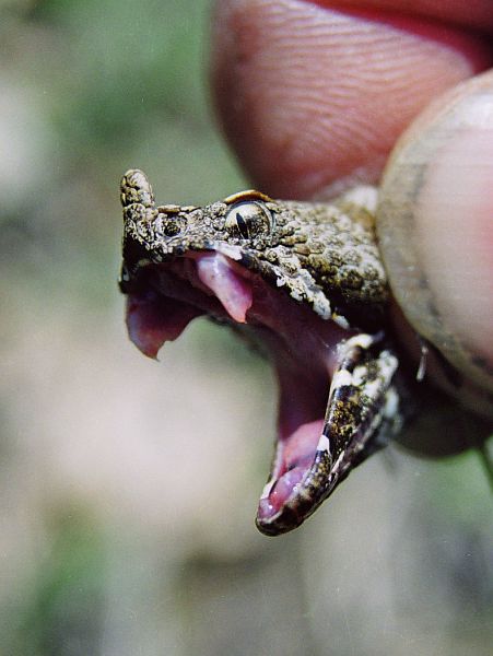 Vipera ammodytes