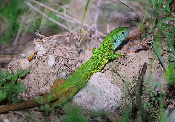 Lacerta viridis