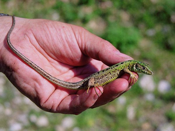 Lacerta viridis