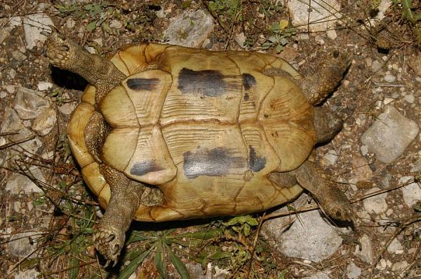 Testudo hermanni