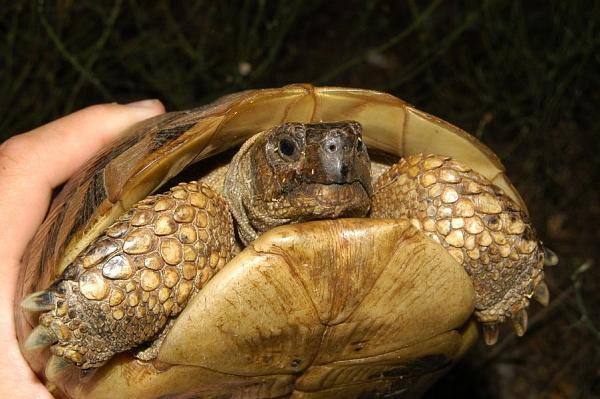 Testudo hermanni