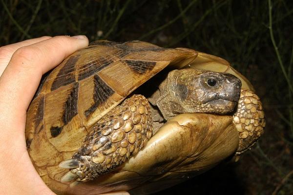 Testudo hermanni