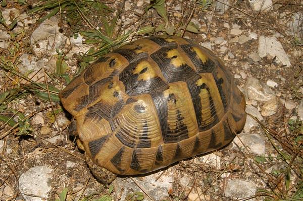 Testudo hermanni