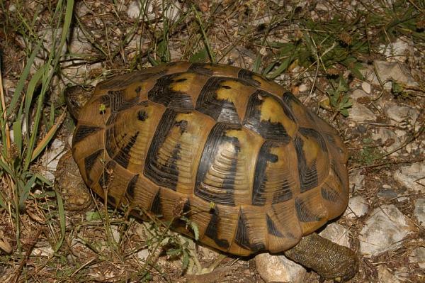 Testudo hermanni