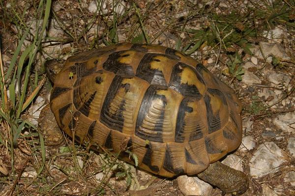 Testudo hermanni