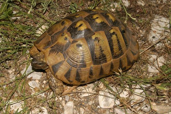 Testudo hermanni