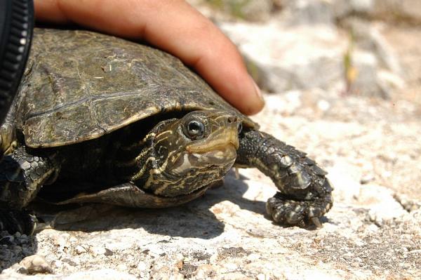 Mauremys rivulata