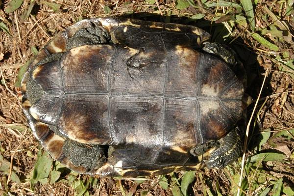 Mauremys rivulata