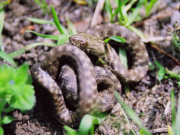 Natrix tessellata