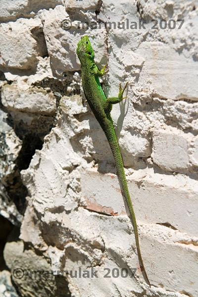 Lacerta sp.