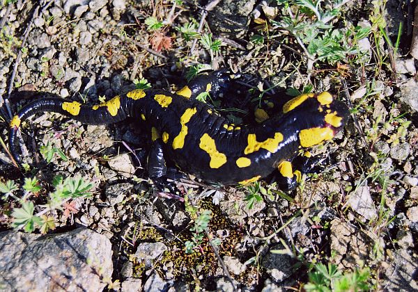 Salamandra salamandra